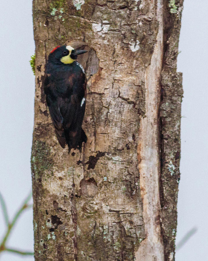 Colombian Acorn Woodpecker Alcazares Manizales Photograph by Adam Rainoff