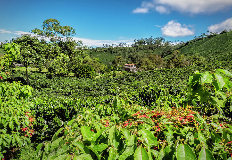 Colombian Coffee Plantation Photograph by Michael Evans