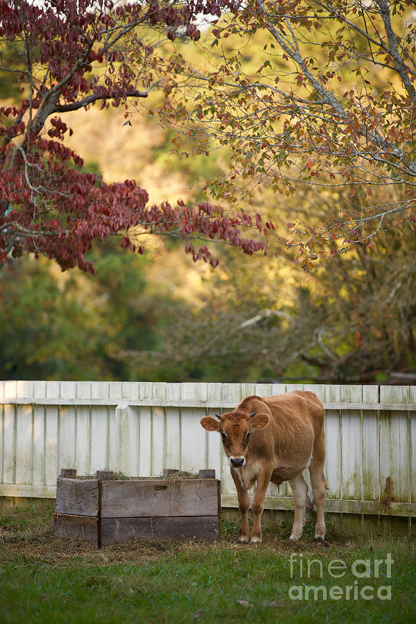 Colonial Calf in Autumn Photograph by Rachel Morrison