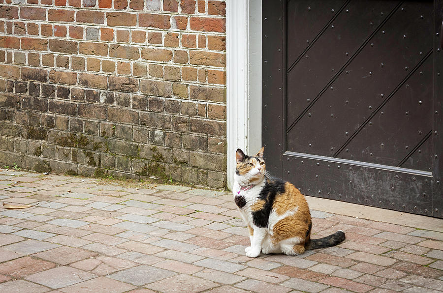Colonial Calico Photograph by Teresa Mucha