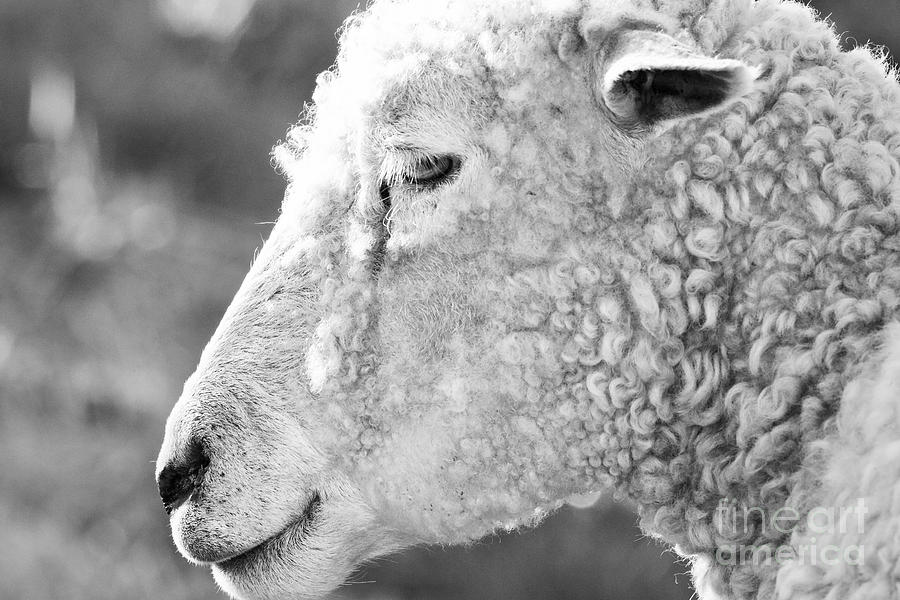 Colonial Ewe in Black and White Photograph by Rachel Morrison