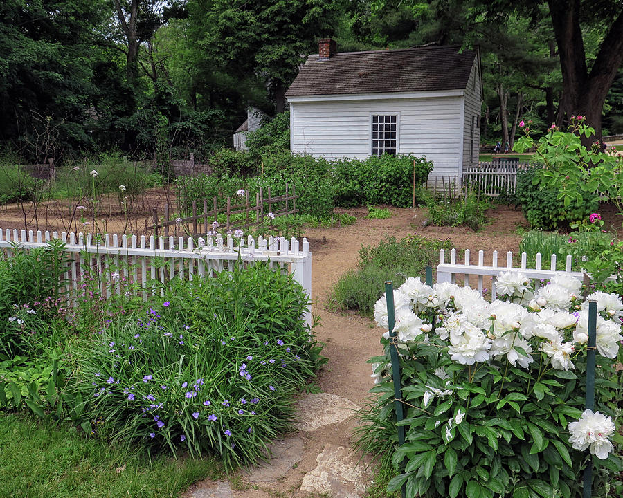Colonial Herb Garden Photograph by Dave Mills