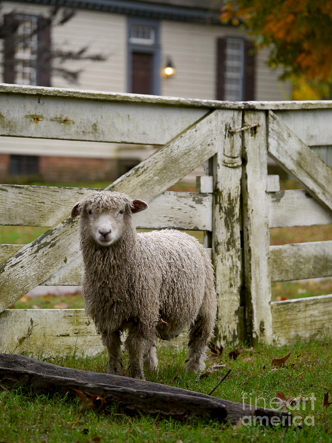 Colonial Sheep in Autumn Photograph by Rachel Morrison