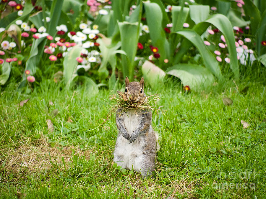 Colonial Squirrel In The Springtime Photograph