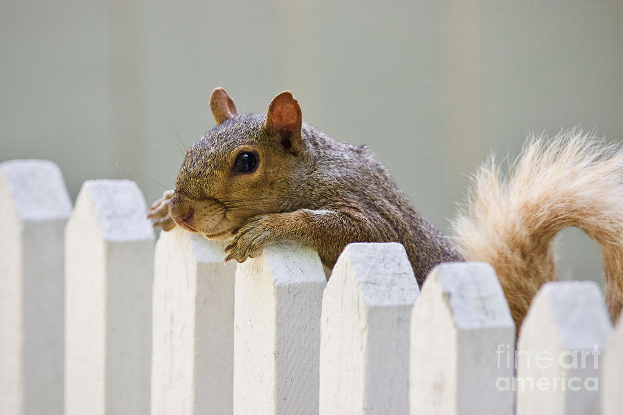 Colonial Squirrel Looking Over A Fence Photograph