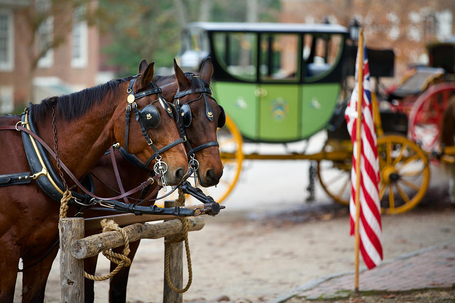 Colonial Williamsburg Carriage Horses Photograph by Rachel Morrison