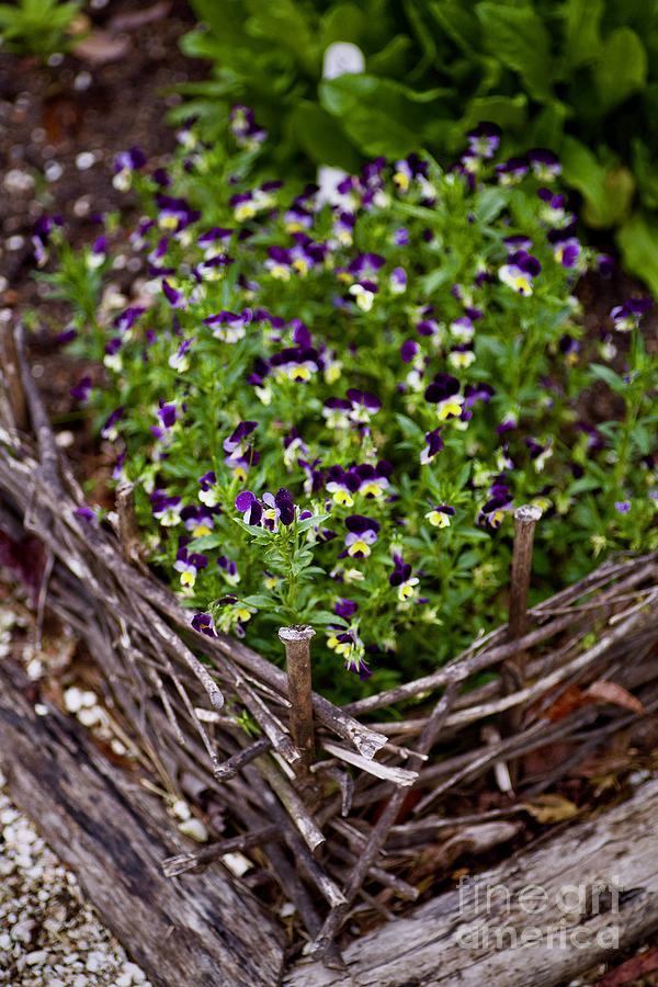 Colonial Williamsburg Pansy Flowers Photograph