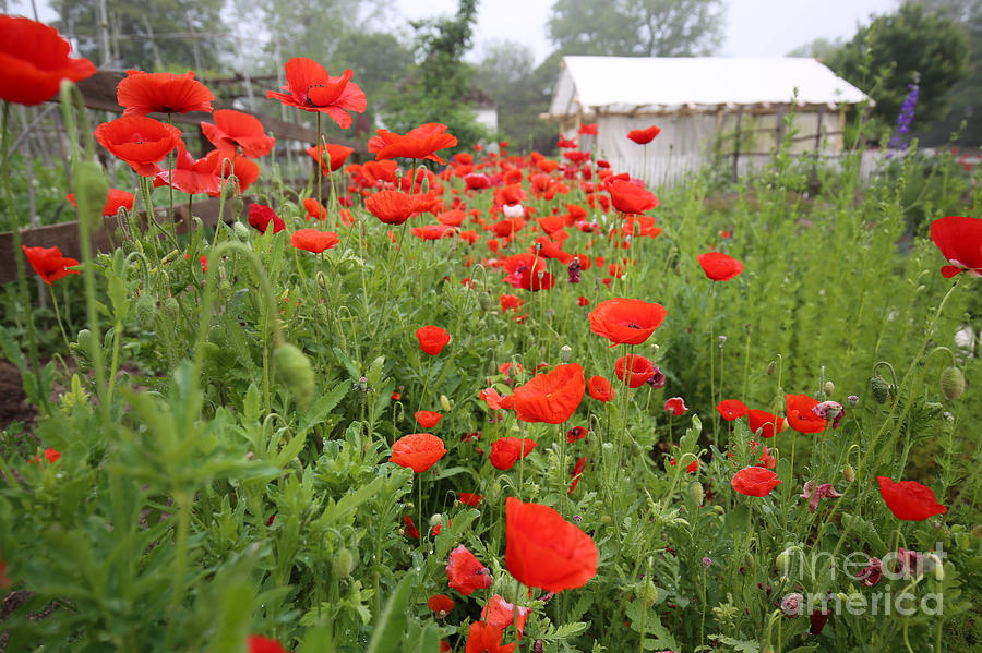 Colonial Williamsburg Poppies Photograph by Rachel Morrison