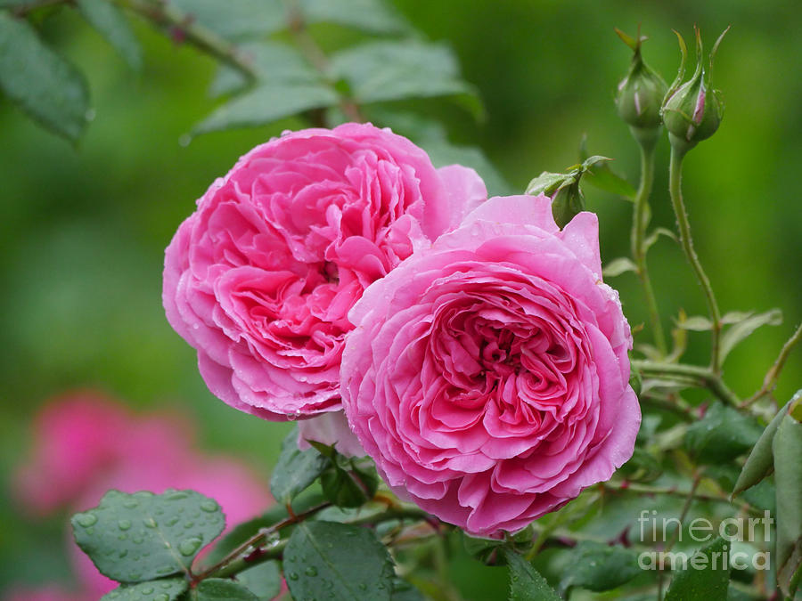 Colonial Williamsburg Roses Photograph by Lara Morrison