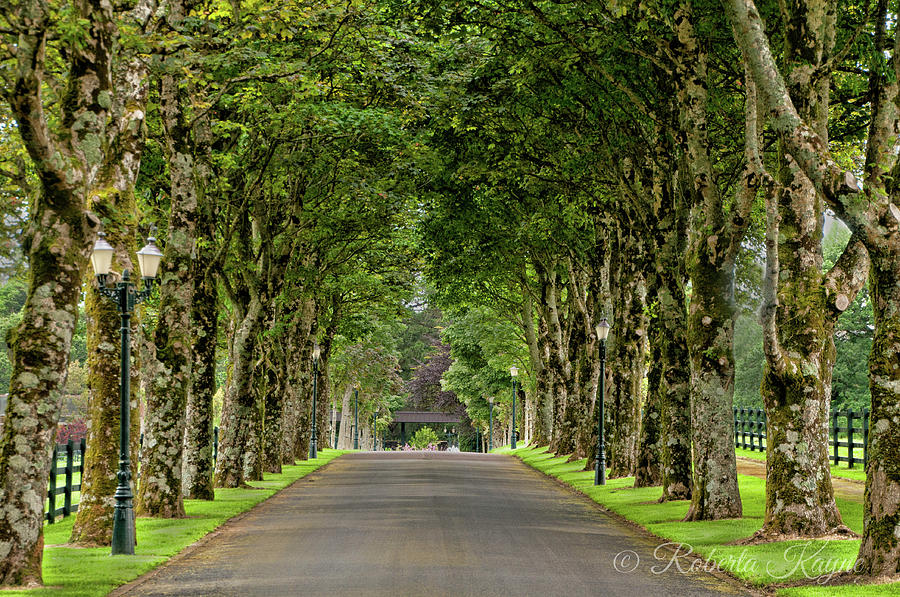 Colonnade of Trees Photograph by Roberta Kayne