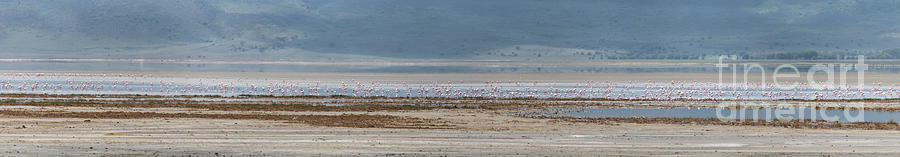 Flamingo Photograph - Colony of flamingos at Ngorongoro crater - Large panorama by RicardMN Photography