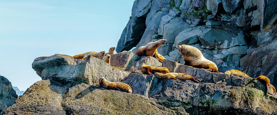 Colony of Sea Lions Photograph by Kyle Lavey
