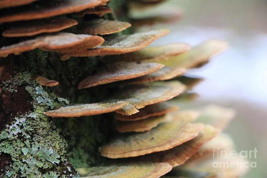 Colony of Shelf Fungi Photograph by Elizabeth Dow