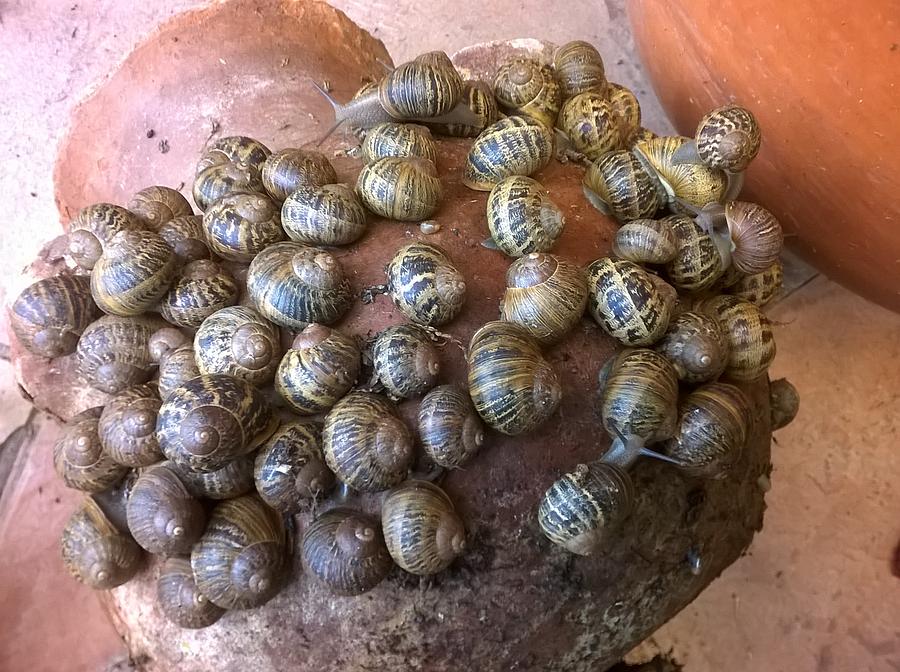 Colony Of Snails Photograph