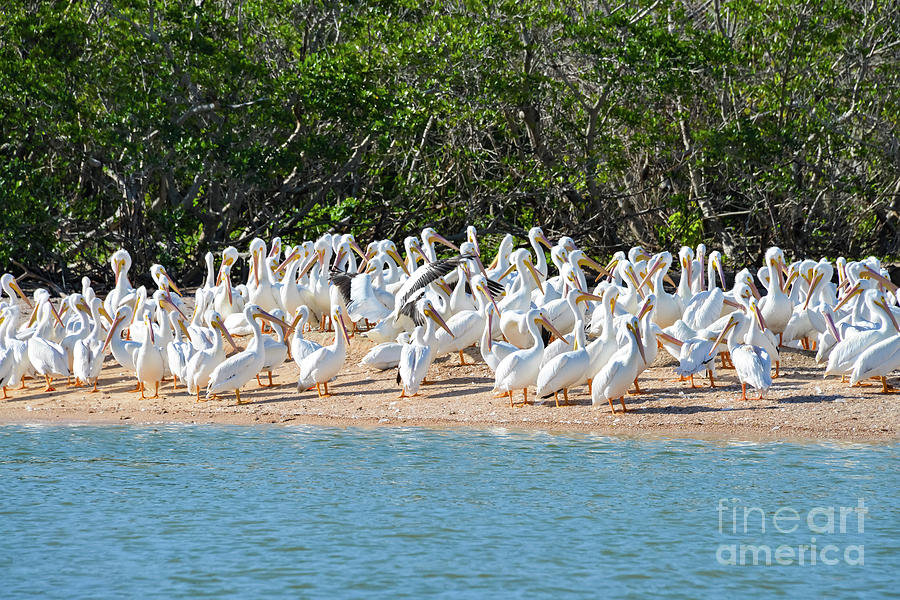 Colony of White Pelican Photograph by Bob Phillips