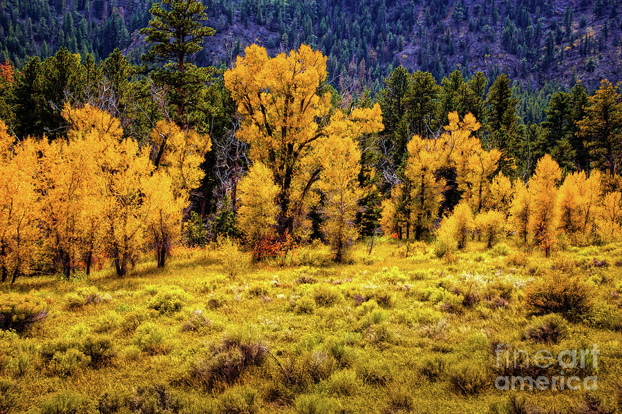 Color Along The Poudre Photograph by Jon Burch Photography