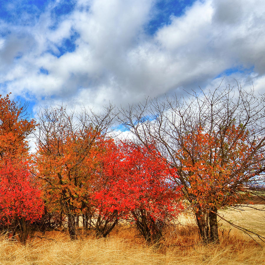Color at Magpie Forest Photograph by David Patterson