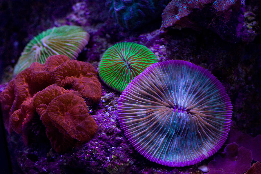Color At The Ocean Floor Photograph by Carl Jackson