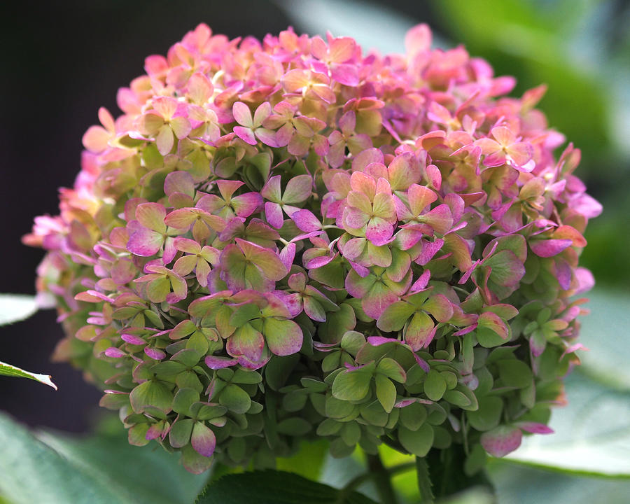 Color-changing Little Lime Hydrangea Photograph