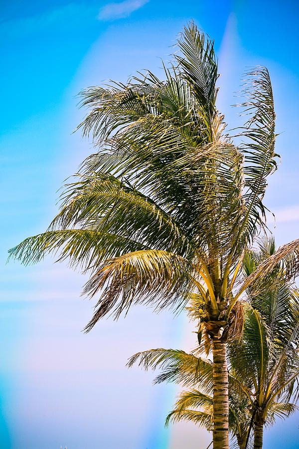 Color Drenched Palm Trees Photograph by Colleen Kammerer