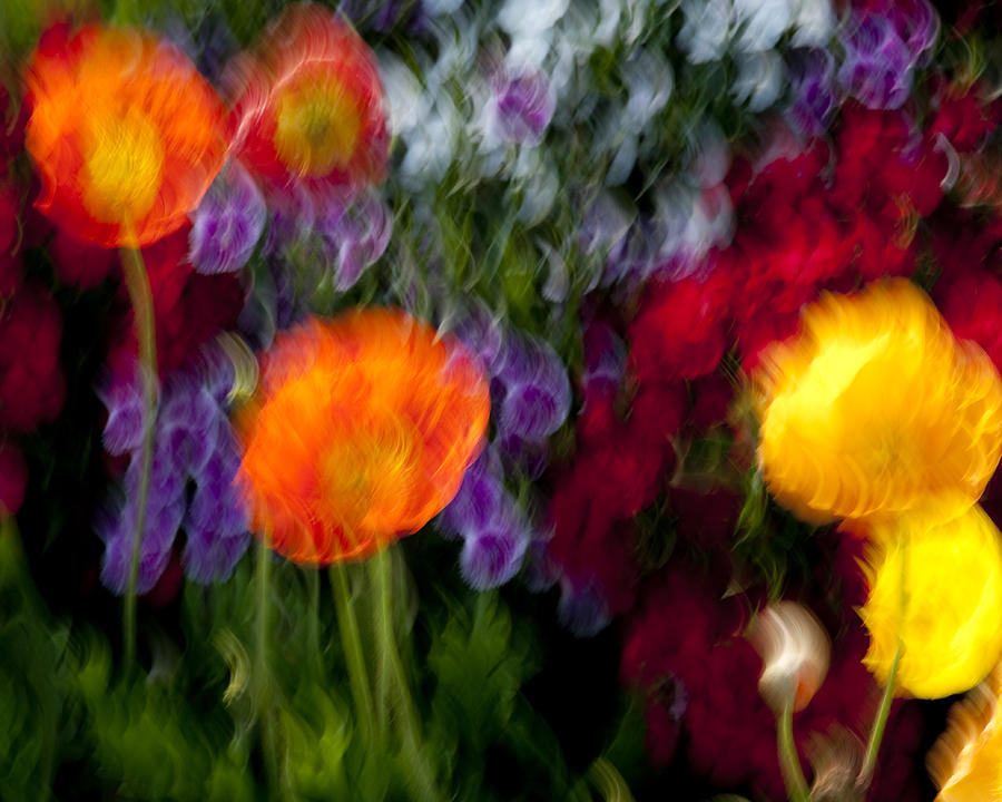 Color Explosion Photograph by Kelley King