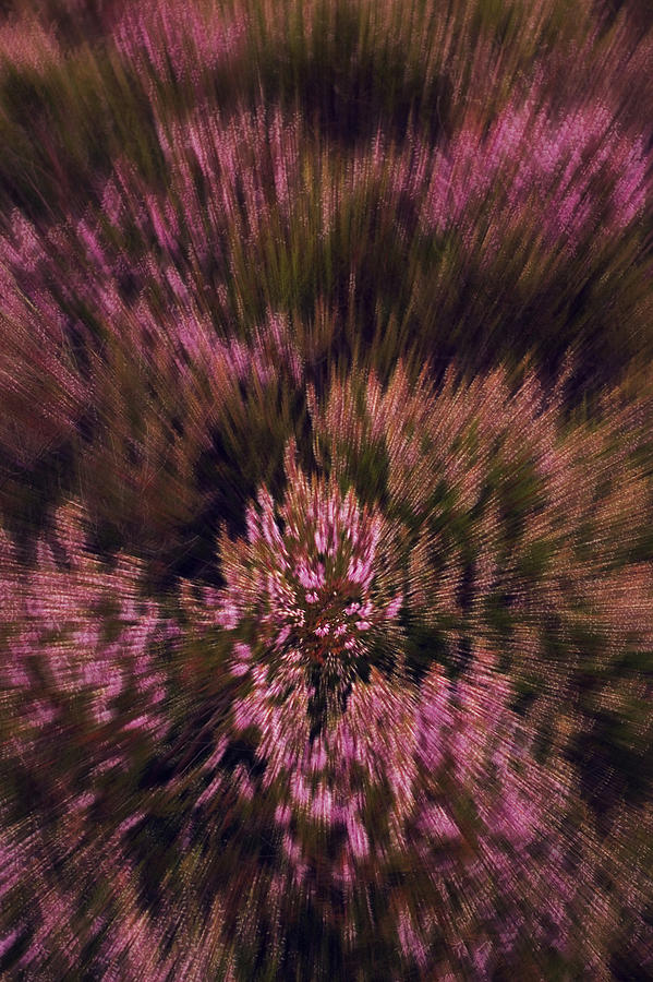 Flower Photograph - Color Explosion by Wedigo Ferchland