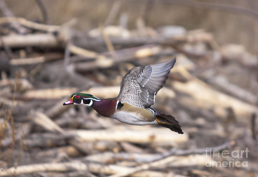 Duck Photograph - Color Flight II by Douglas Kikendall