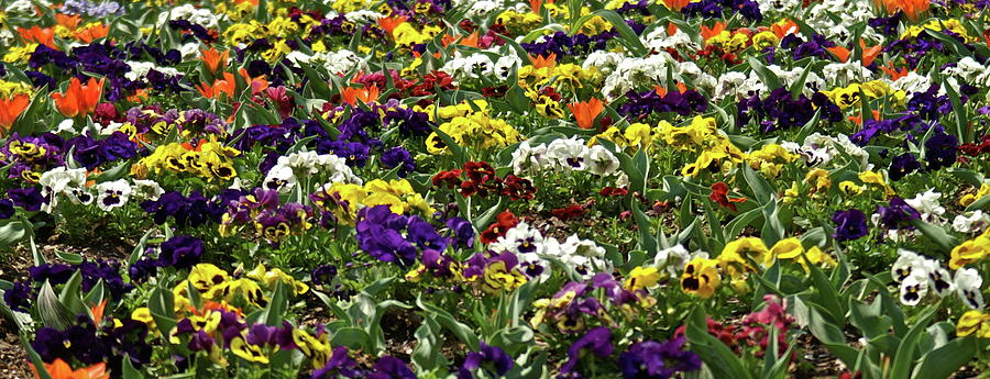 Color Garden Flowers Photograph by Henri Irizarri