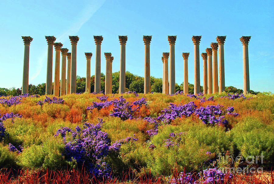 Color Grass Of The Columns Photograph