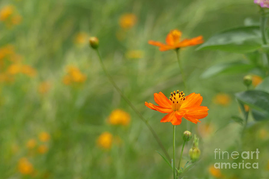 Color in Orange Photograph by Amy Dundon