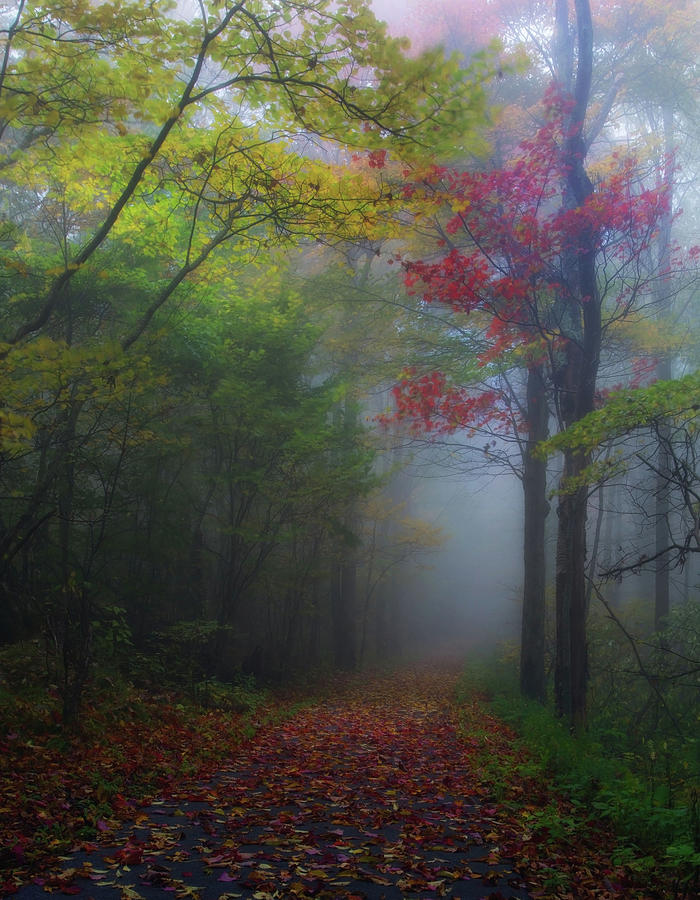 Landscape Photograph - Color In The Mist by Johnny Crisp
