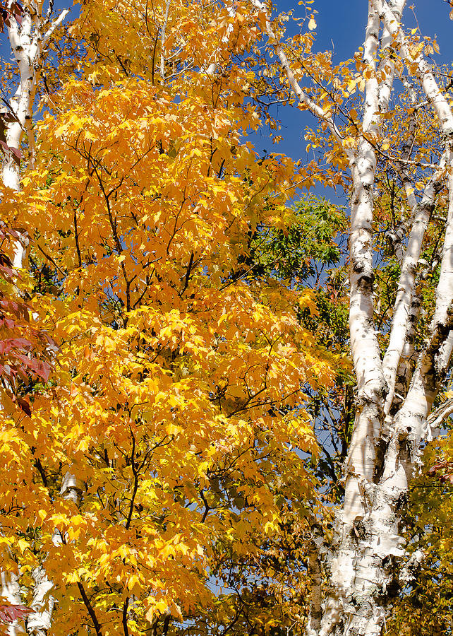Color in the Trees Photograph by Tom Potter