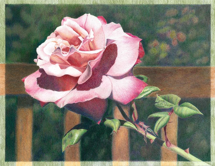 Nature Drawing - Color Magic Rose by Ruth Johnson