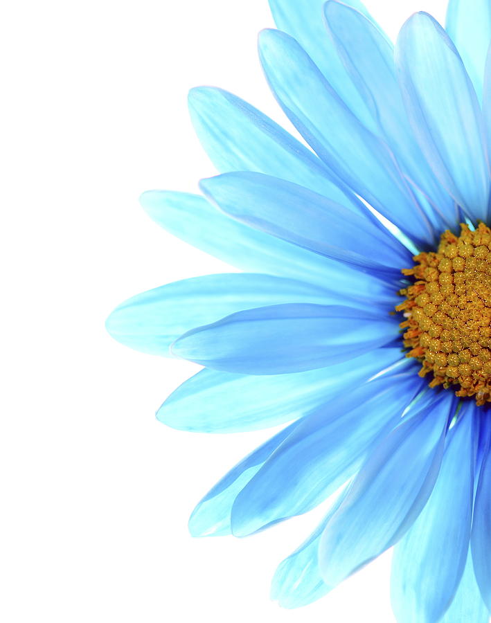 Daisy Photograph - Color Me Blue by Rebecca Cozart