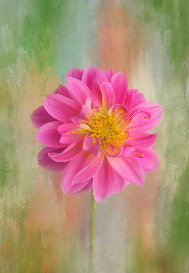 Flower Photograph - Color Me Dahlia by Kim Hojnacki