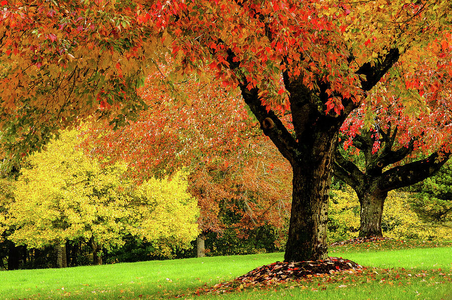 Color Me Fall Photograph by Marilyn Peterson - Fine Art America