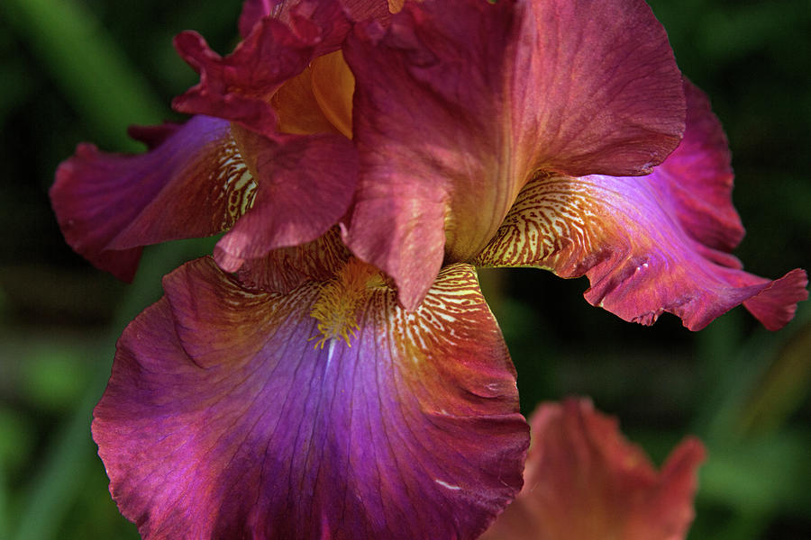 Color Me Iris Photograph by Alana Thrower