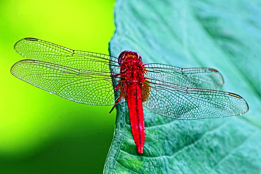 Color Me Red - Dragonfly by H H Photography of Florida Photograph by HH Photography of Florida