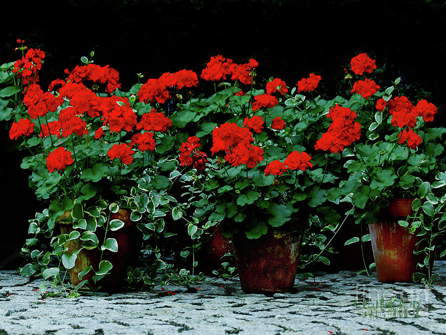 Red Flower Geraniums Wall Art Photograph by Carol F Austin