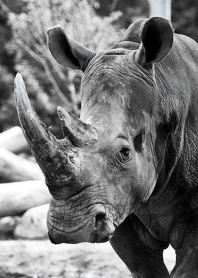 Color Me Rhino Photograph by John Haldane