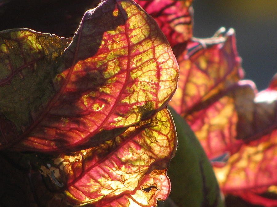 Color Of Coleus Photograph by Alfred Ng