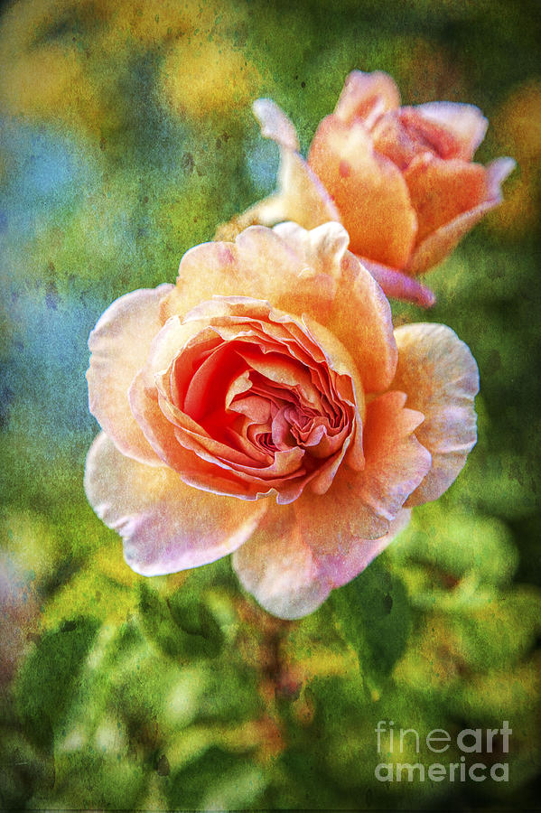 Color of the Rose Photograph by Barry Weiss
