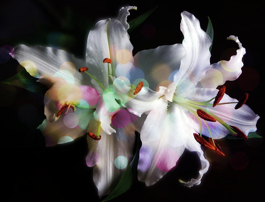 Color On White Lilies Photograph by Johanna Hurmerinta