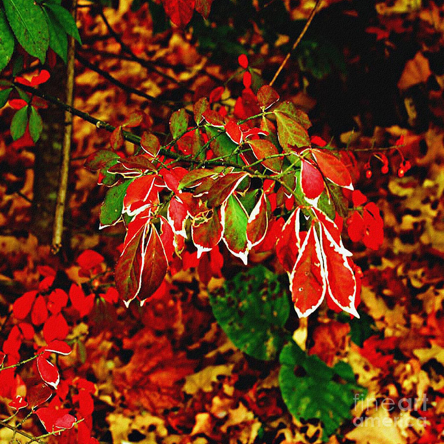 Autumn Foliage  Photograph by Carol F Austin