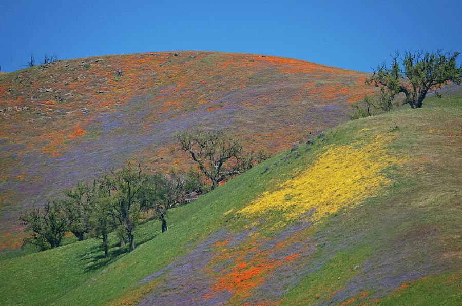 Color Splashed Hills Photograph by Lynn Bauer