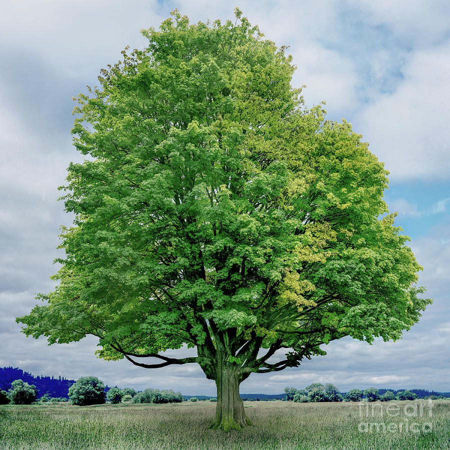 Color Tree Photograph by Quinn Sedam