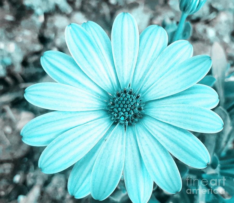 Flowers Still Life Photograph - Color Trend Blue Blossom by Rachel Hannah