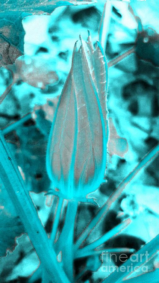 Color Trend Blue Bud Photograph by Rachel Hannah - Pixels