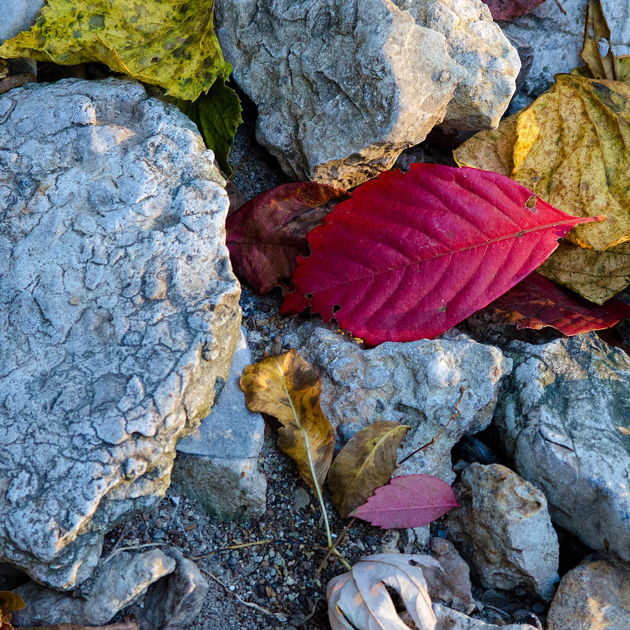 Color Underfoot Photograph by Jeff Phillippi