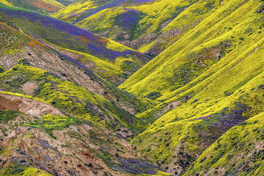 Color Valley Photograph by Peter Tellone